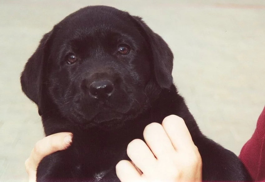 Labrador - černá štěňátka