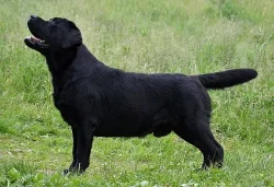 Labrador - černá štěňátka