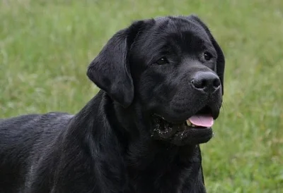 Labrador - černá štěňátka