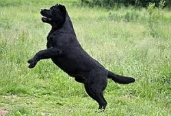 Labrador - černá štěňátka