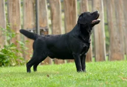 Labrador - černá štěňátka
