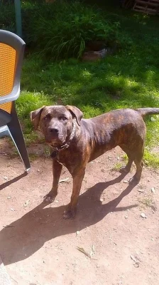 Kříženec staford x labrador