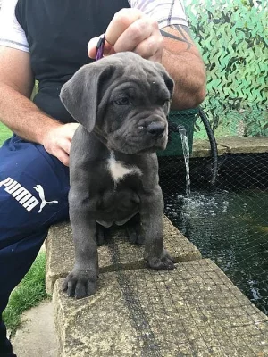 Top Cane Corso Pups Ready Nowv