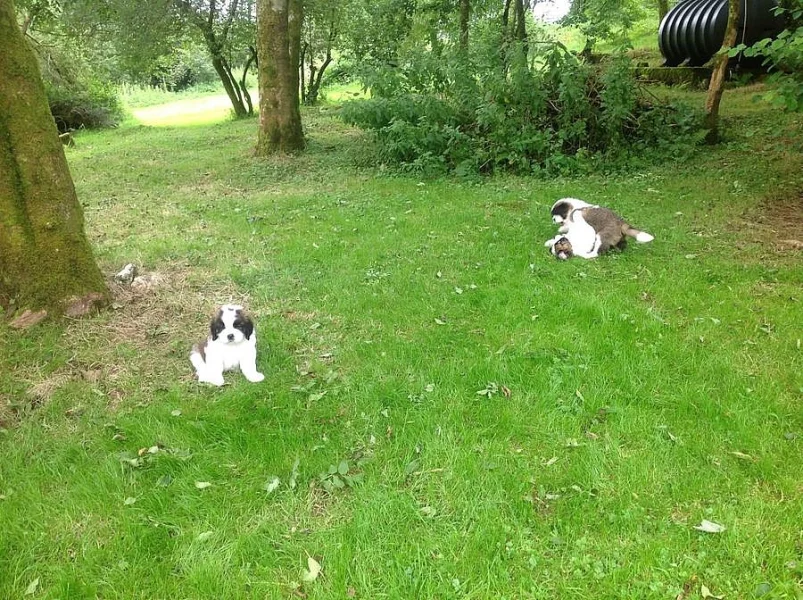 Ready Nyní Kc Registrovaný St Bernard štěně