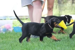 Beauceron s PP štěňátka
