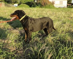 Beauceron s PP štěňátka