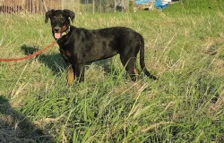 Beauceron s PP štěňátka