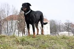 Beauceron s PP štěňátka