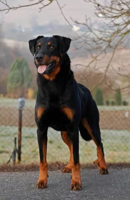 Beauceron s PP štěňátka