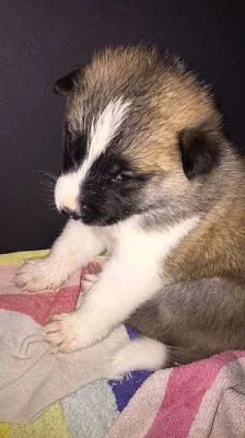 Prodám Shiba štěňata