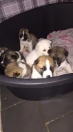 Prodám Shiba štěňata