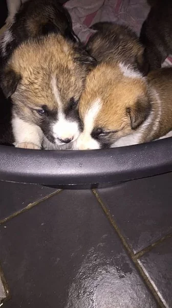 Prodám Shiba štěňata