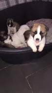 Prodám Shiba štěňata