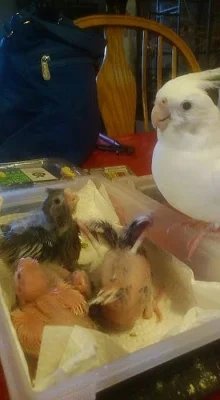Muž a žena dáždnik cockatoos na predaj