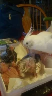 Muž a žena dáždnik cockatoos na predaj