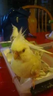 Muž a žena dáždnik cockatoos na predaj