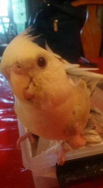 Muž a žena dáždnik cockatoos na predaj