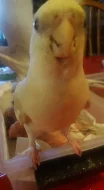Muž a žena dáždnik cockatoos na predaj