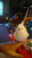 Muž a žena dáždnik cockatoos na predaj