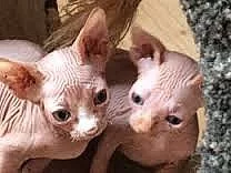 Párovanie Sphynx mačky pre rýchle prijatie