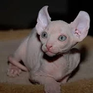 Párovanie Sphynx mačky pre rýchle prijatie
