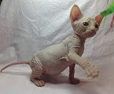 Párovanie Sphynx mačky pre rýchle prijatie