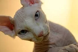 Párovanie Sphynx mačky pre rýchle prijatie