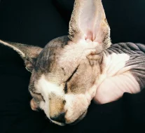 Don Sphynx