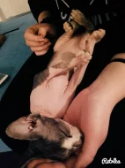 Don Sphynx