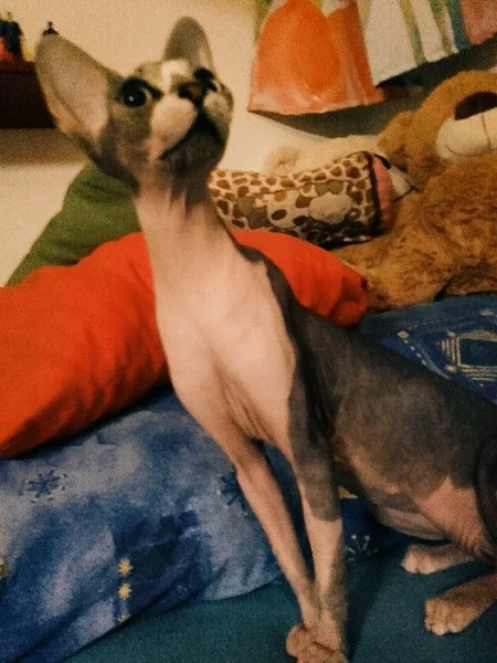 Don Sphynx