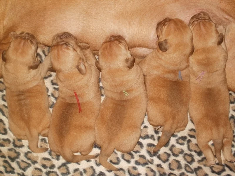 Bordeauxská doga - prodám štěňata s PP - solidní cena