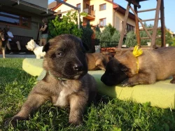 Belgický ovčák Tervueren - štěňata