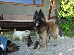 Belgický ovčák Tervueren - štěňata