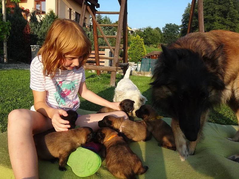 Belgický ovčák Tervueren - štěňata