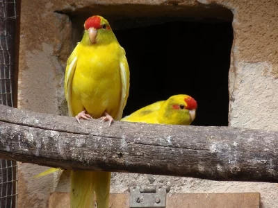 Kakariki