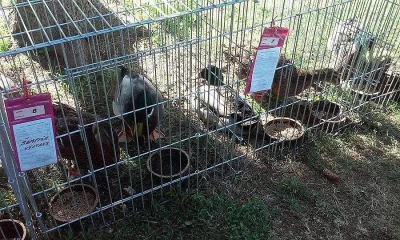 Kachna ruánská.