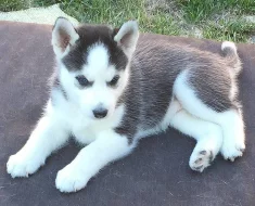 Štěňata husky