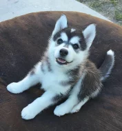 Štěňata husky