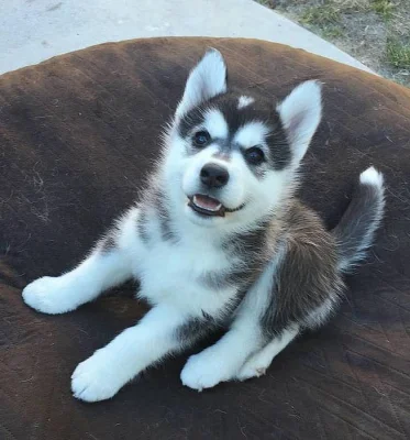 Štěňata husky