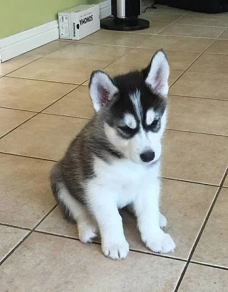 Štěňata husky