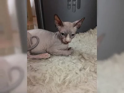 Sphynx koťata na prodej