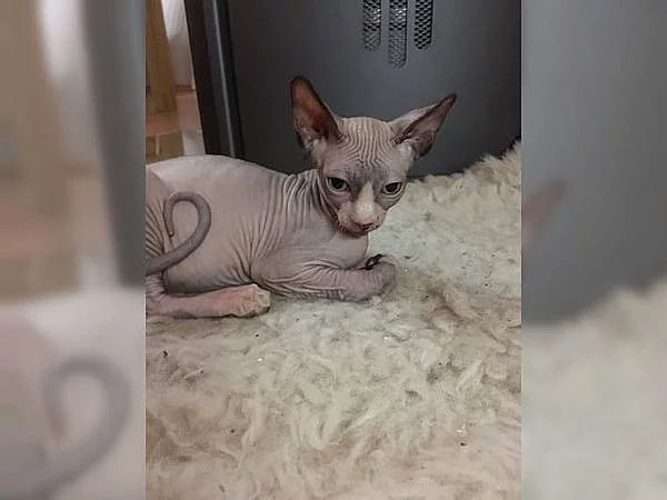 Sphynx koťata na prodej