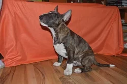 miniaturni bulterier