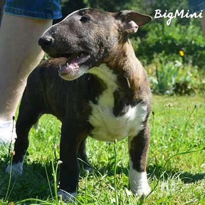 miniaturni bulterier