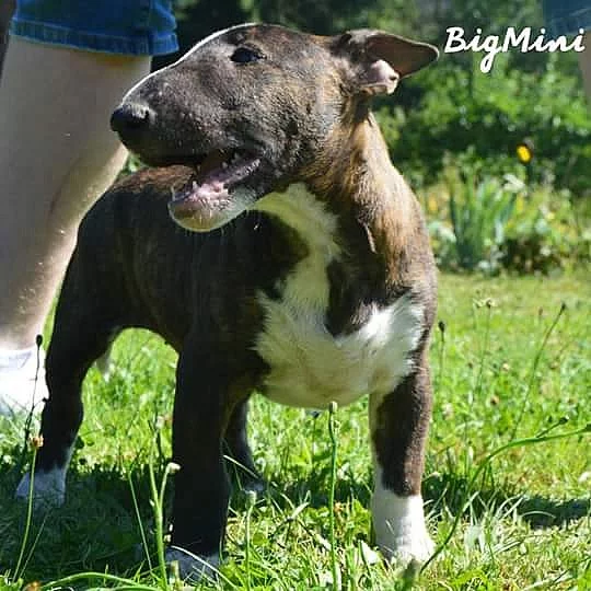 miniaturni bulterier