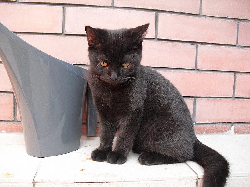 Prodám britské kotě Brno - PRODEJ