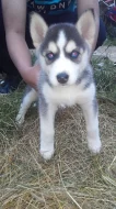 Sibiřský husky