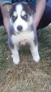 Sibiřský husky