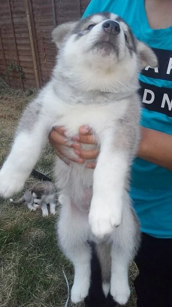 Sibiřský husky