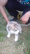 Sibiřský husky